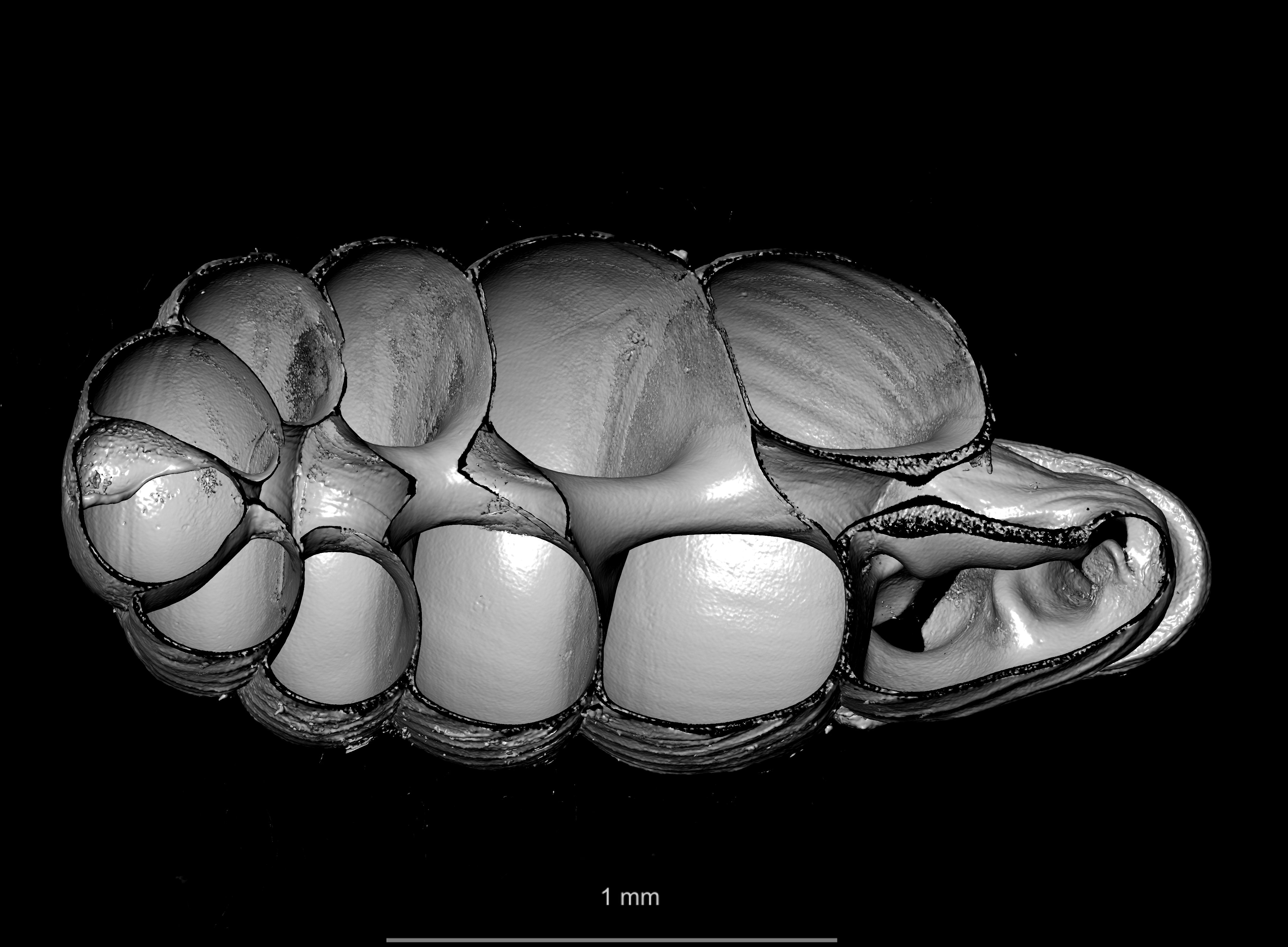 BE-RBINS-INV SYNTYPE MT.2857 Ennea arnoldi MCT XRE DORSAL CUT.jpg