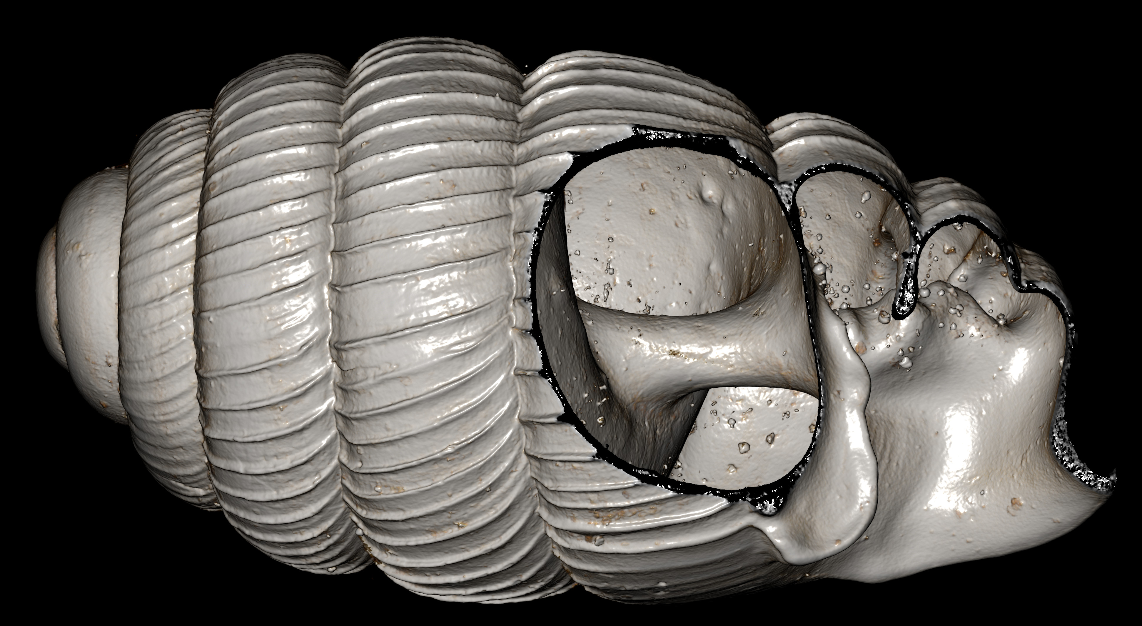 BE-RBINS-INV-MT-2877-Ennea-bequaerti-ct-right-cut-1-BIG.jpg