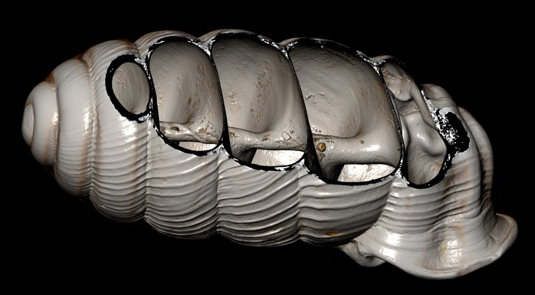 BE-RBINS-INV-MT-2878-Ennea-chaperi-pt-dorsal-oblique-1-BIG.jpg