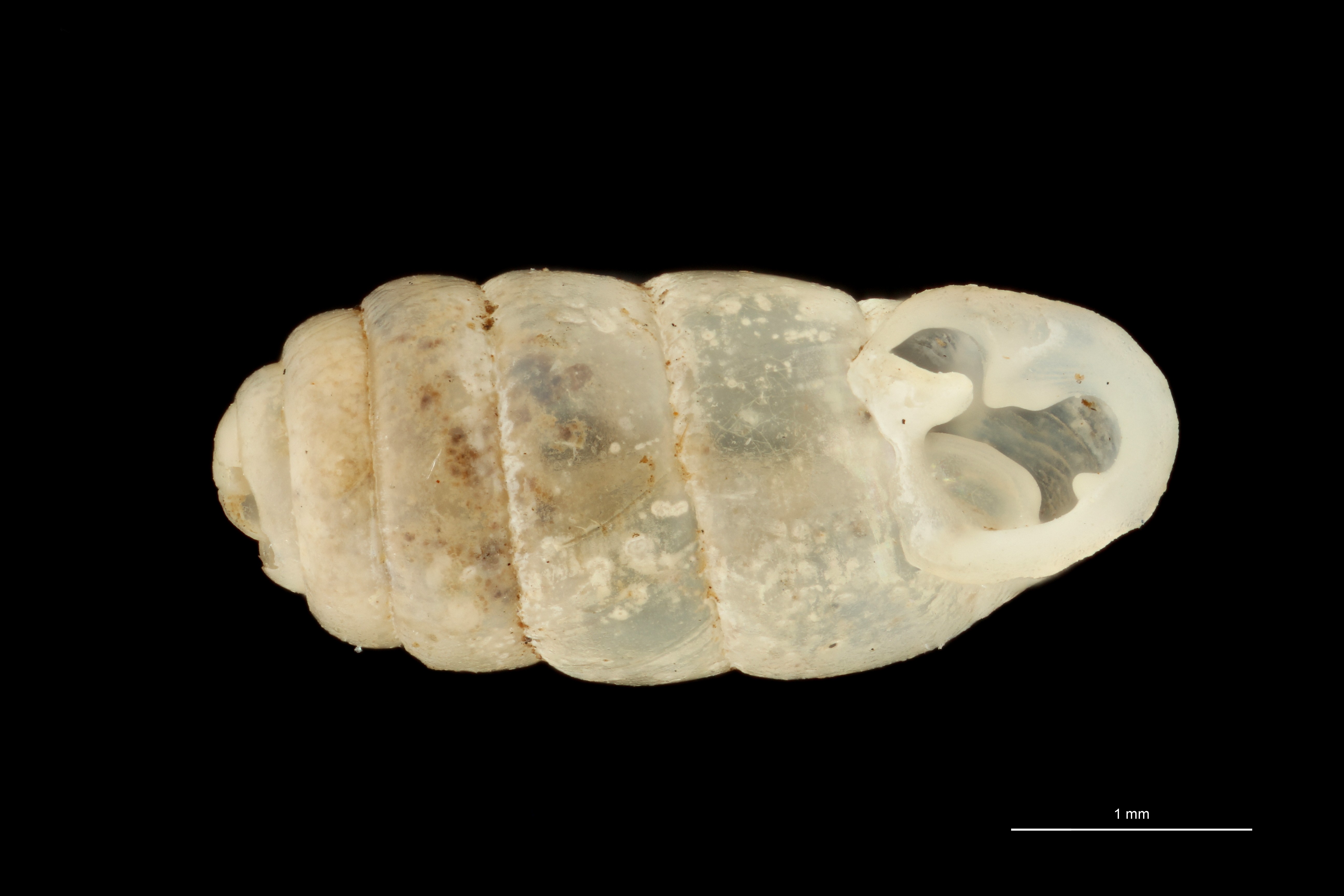 BE-RBINS-INV TOPOTYPE MT 360 Ennea disseminata VENTRAL ZS PMax Scaled.jpg