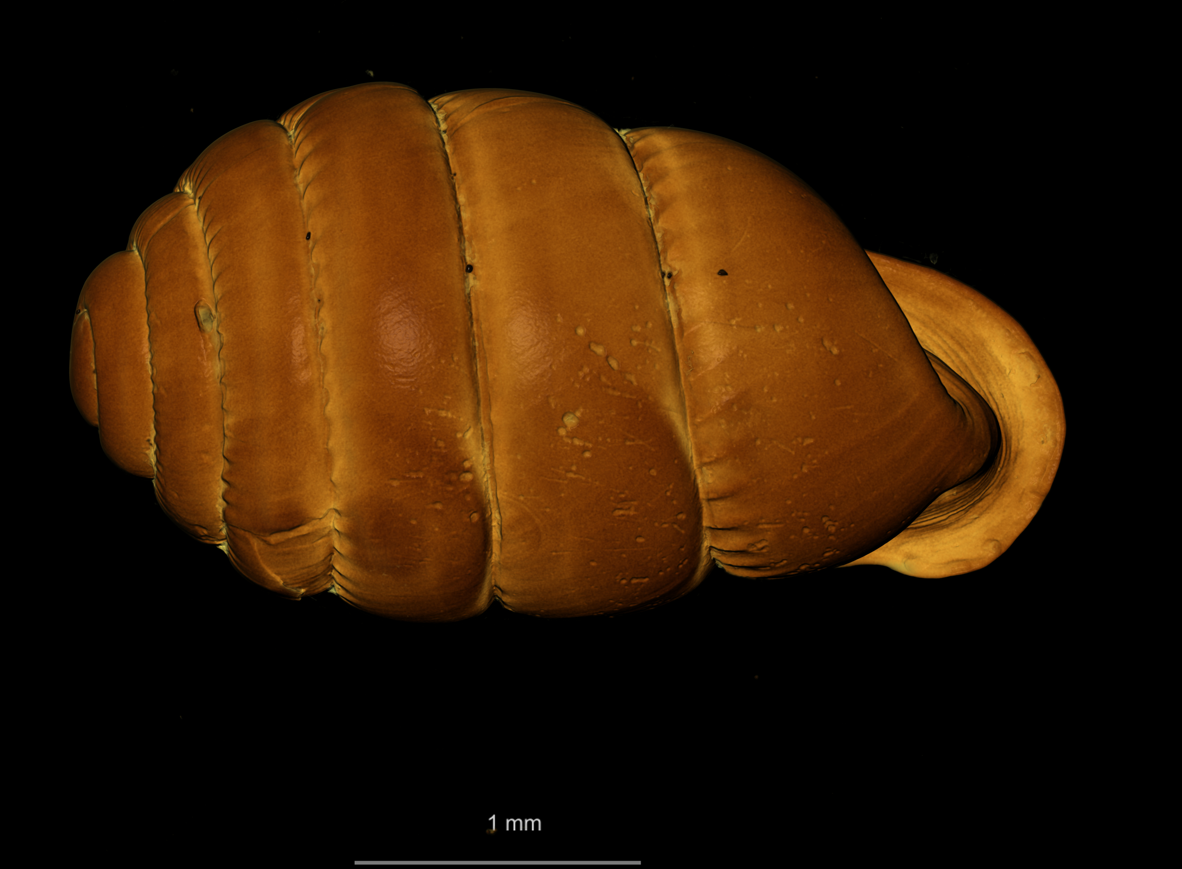 BE-RBINS-INV SYNTYPE MT.2383 Ennea formica MCT XRE DORSAL.jpg