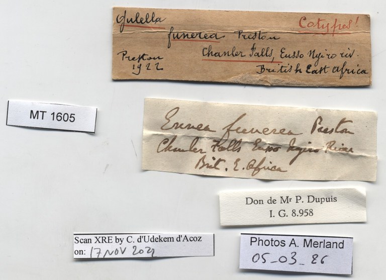 BE-RBINS-INV-MT-1605-Ennea-funereai-type-label.jpg