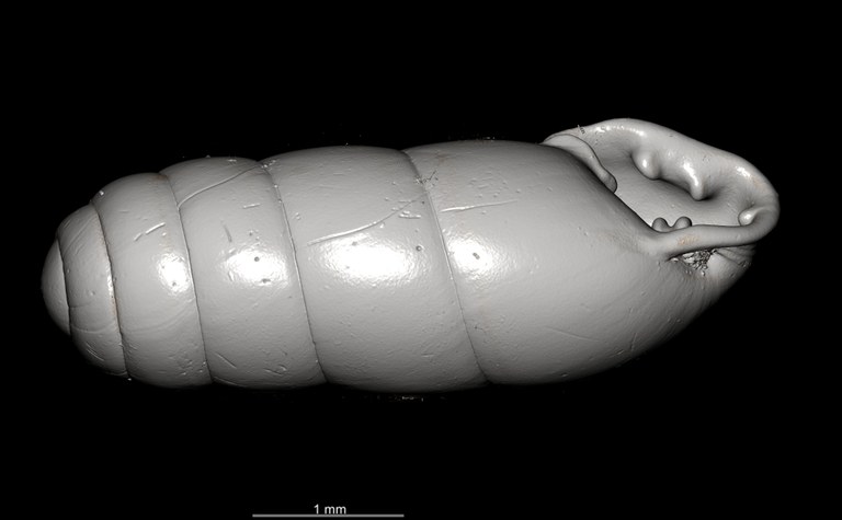 BE-RBINS-INV SYNTYPE MT.2862 Ennea gwendolinae MCT XRE OBLIQUE.jpg