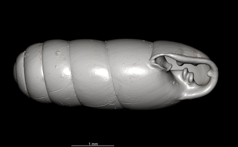 BE-RBINS-INV SYNTYPE MT.2862 Ennea gwendolinae MCT XRE OBLIQUE.jpg