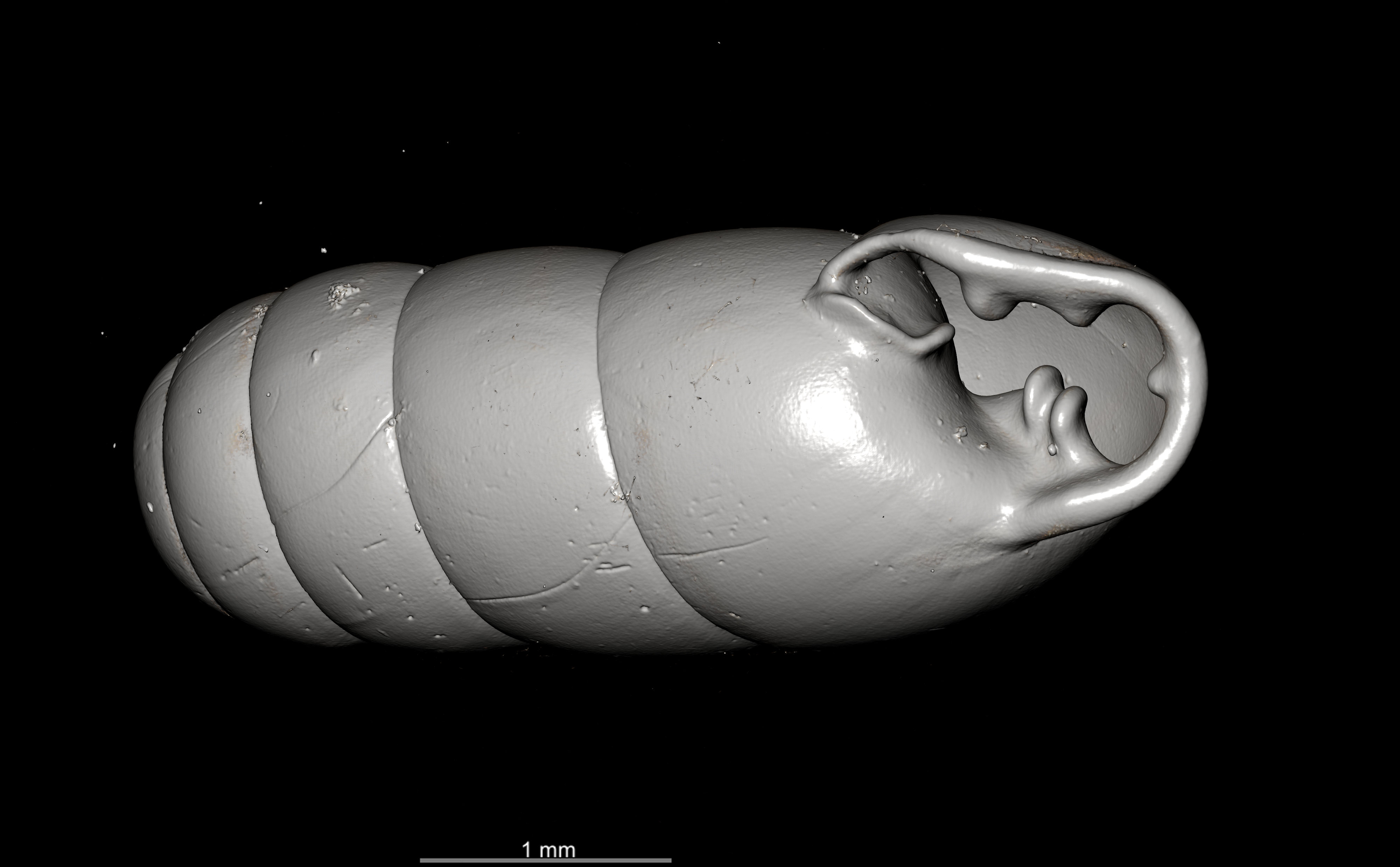 BE-RBINS-INV SYNTYPE MT.2862 Ennea gwendolinae MCT XRE OBLIQUE.jpg