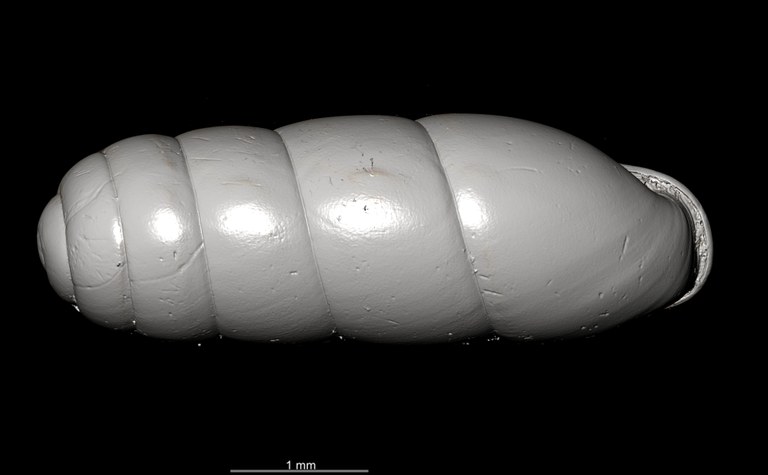 BE-RBINS-INV SYNTYPE MT.2862 Ennea gwendolinae MCT XRE DORSAL.jpg