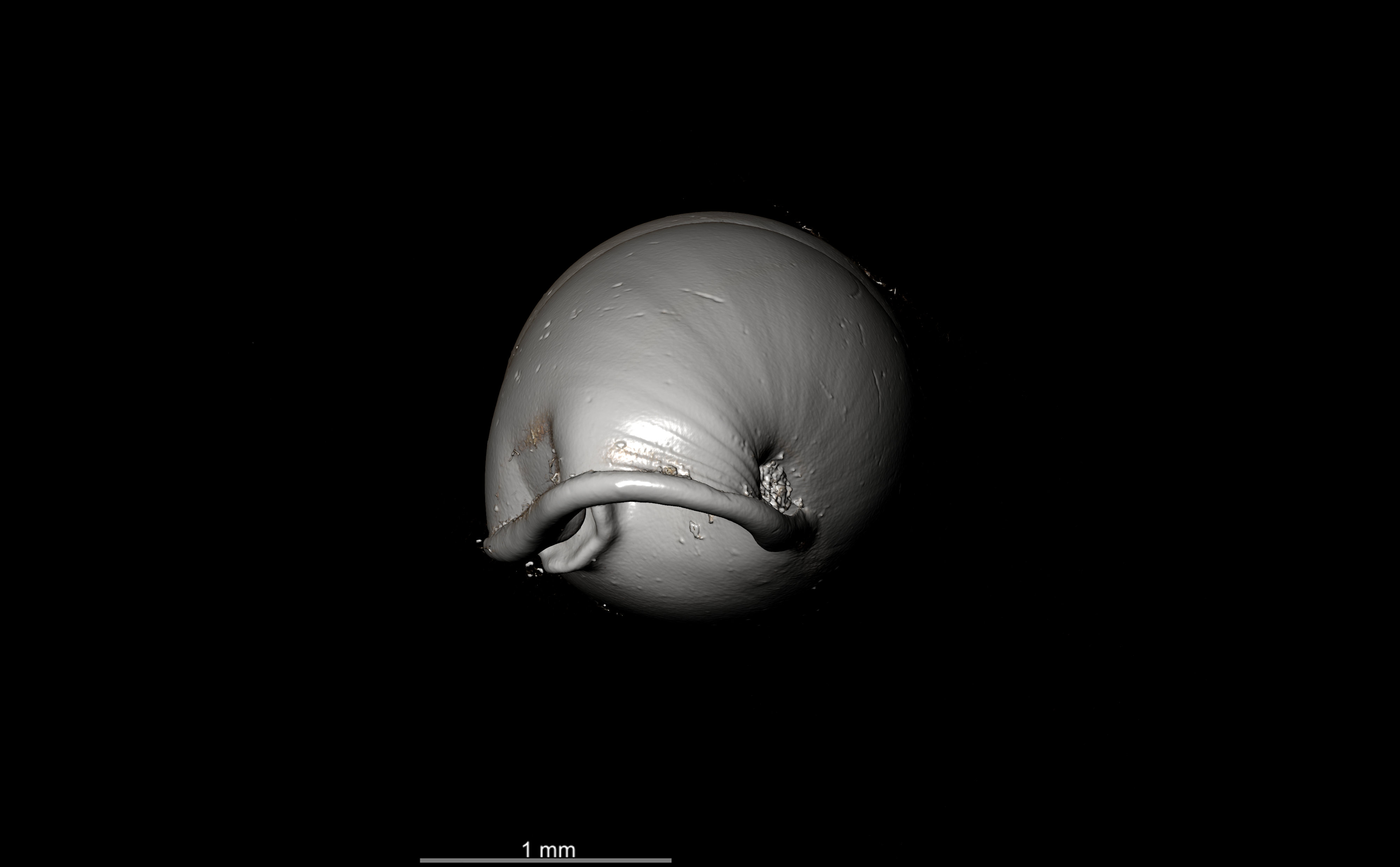 BE-RBINS-INV SYNTYPE MT.2862 Ennea gwendolinae MCT XRE FRONTAL.jpg