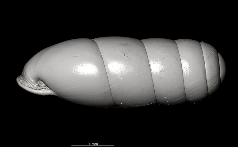 BE-RBINS-INV SYNTYPE MT.2862 Ennea gwendolinae MCT XRE LEFT.jpg