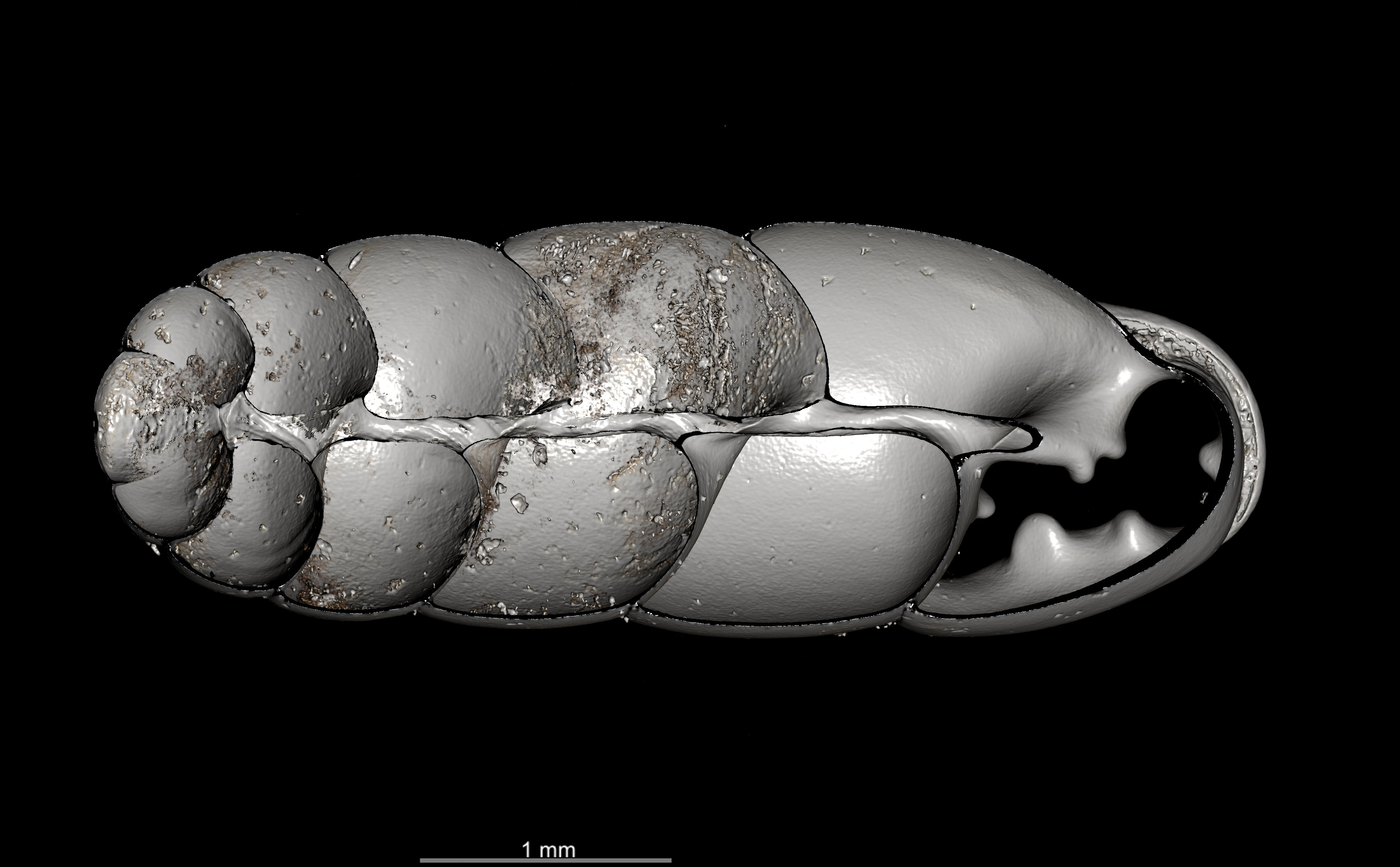 BE-RBINS-INV SYNTYPE MT.2862 Ennea gwendolinae MCT XRE OBLIQUE CUT.jpg