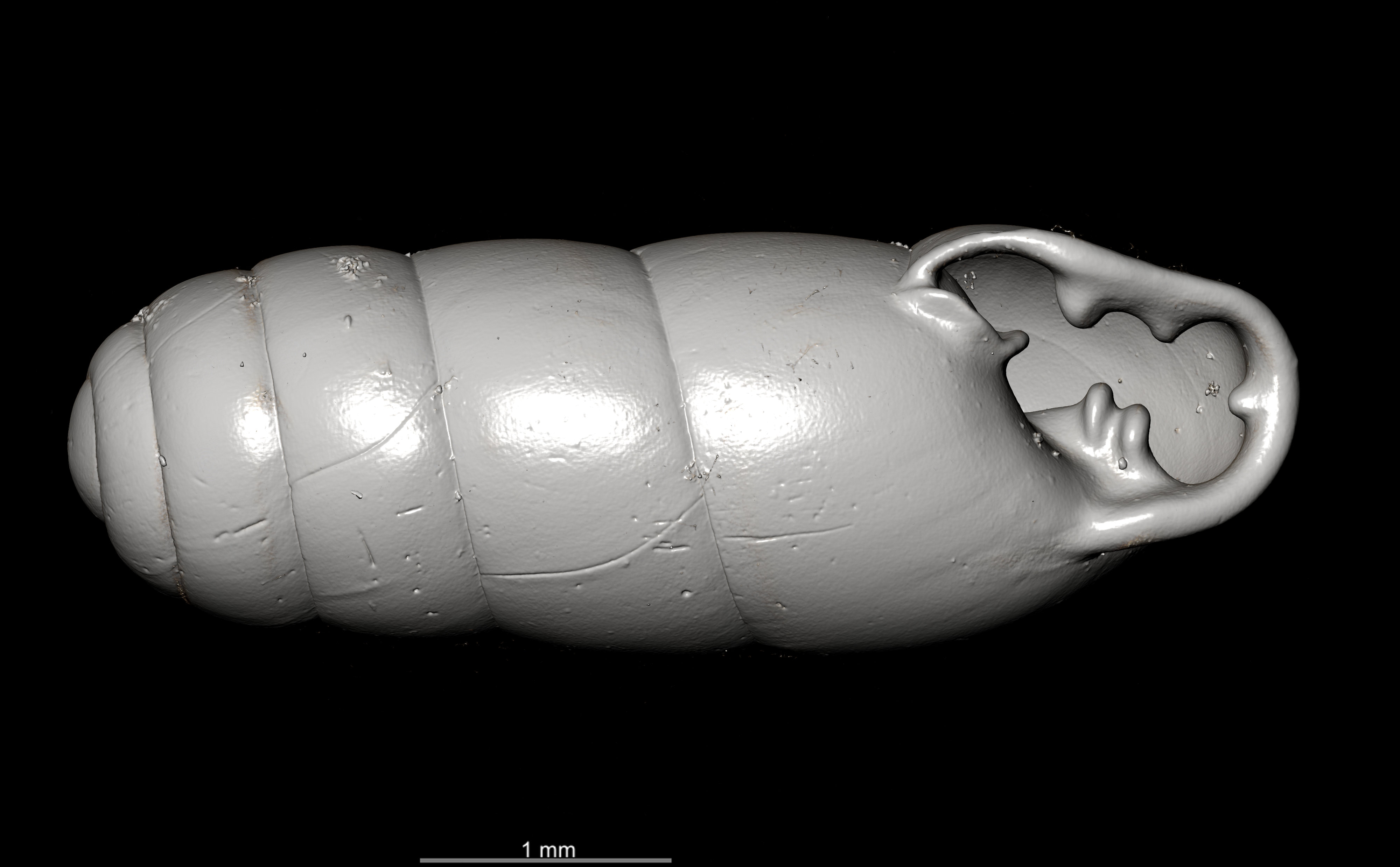 BE-RBINS-INV SYNTYPE MT.2862 Ennea gwendolinae MCT XRE ORAL.jpg