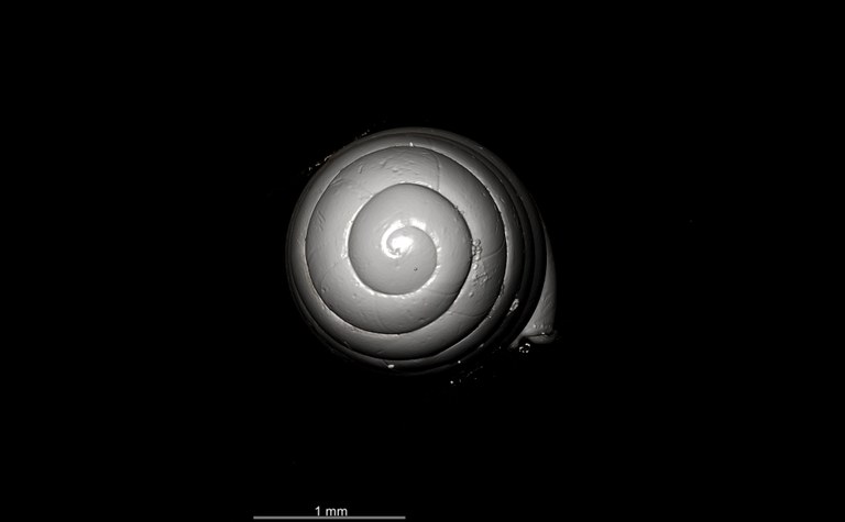 BE-RBINS-INV SYNTYPE MT.2862 Ennea gwendolinae MCT XRE POSTERIOR.jpg