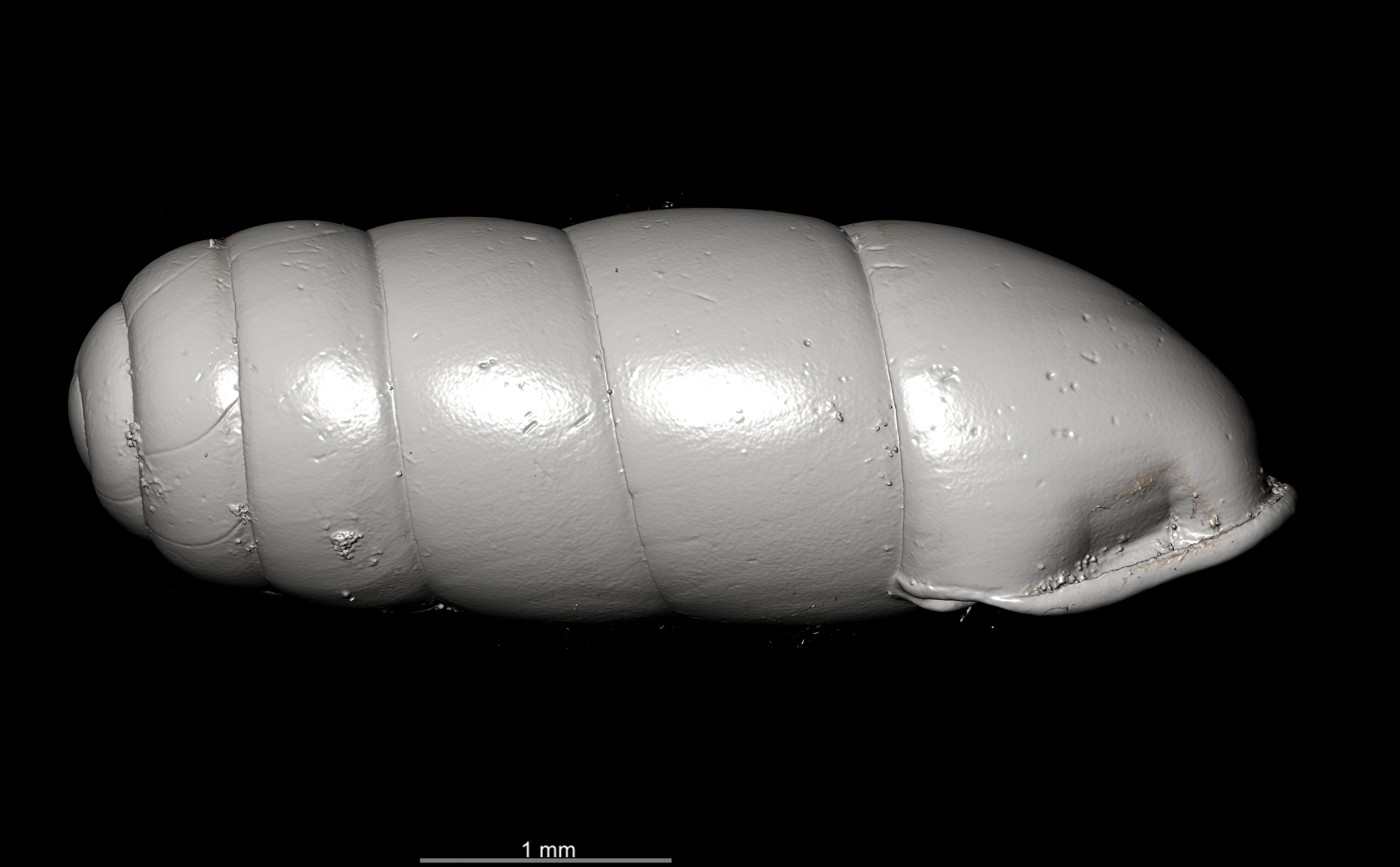 BE-RBINS-INV SYNTYPE MT.2862 Ennea gwendolinae MCT XRE RIGHT.jpg