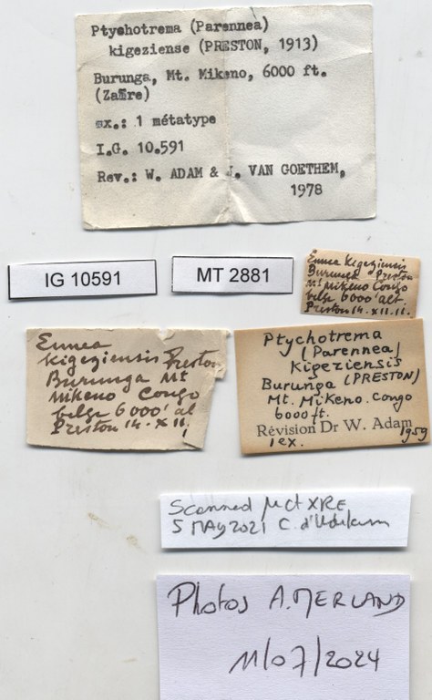 BE-RBINS-INV-MT-2881-Ennea-kigeziensis-type-label.jpg