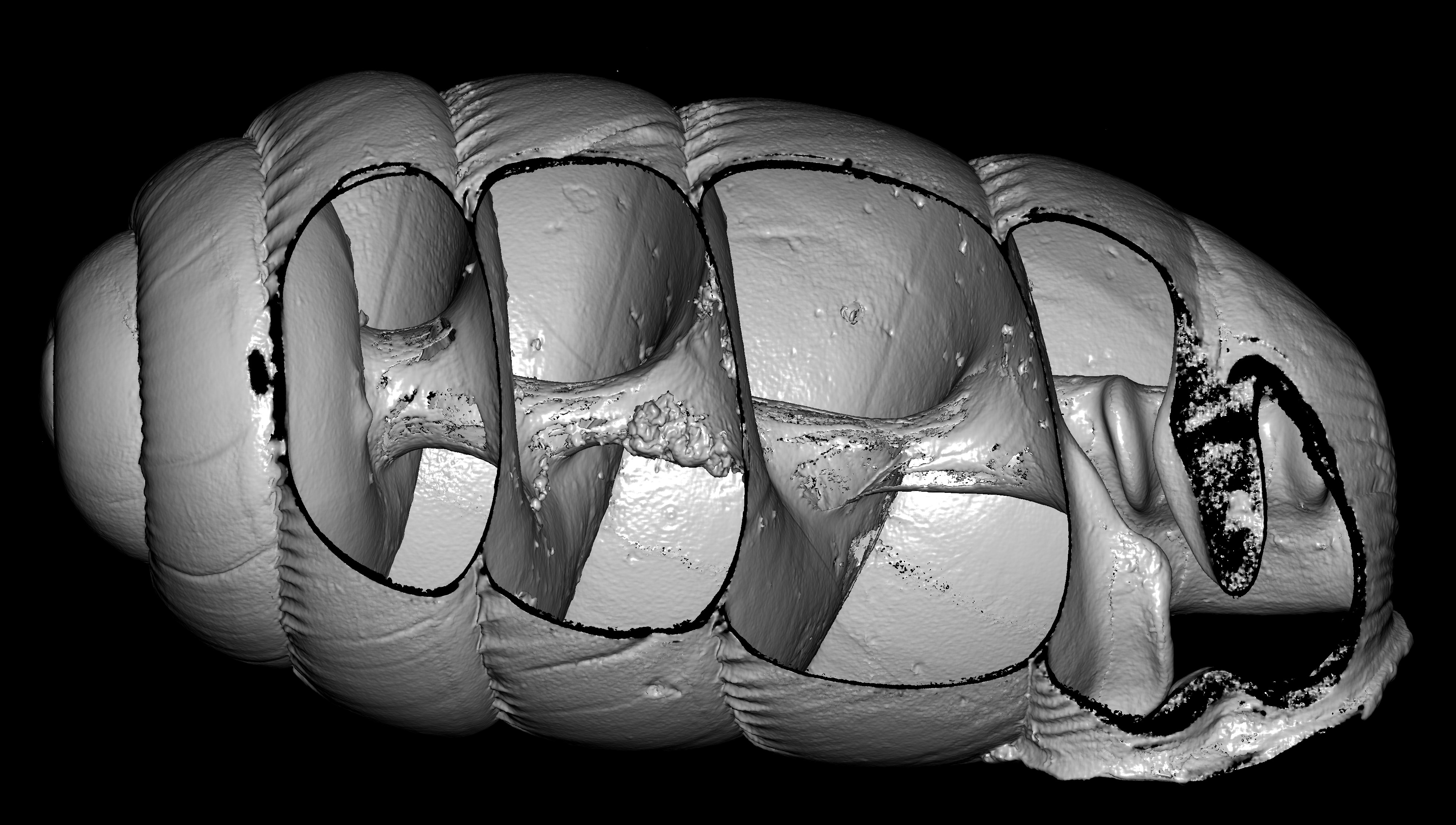 BE-RBINS-INV-MT-2881-Ennea-kigeziensis-mt-cut-A-1-BIG.jpg