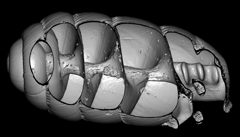 BE-RBINS-INV-MT-2881-Ennea-kigeziensis-mt-cut-A-2-BIG.jpg