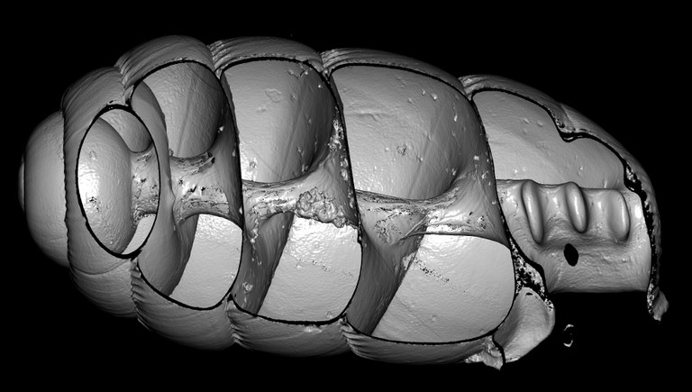 BE-RBINS-INV-MT-2881-Ennea-kigeziensis-mt-cut-A-3-BIG.jpg