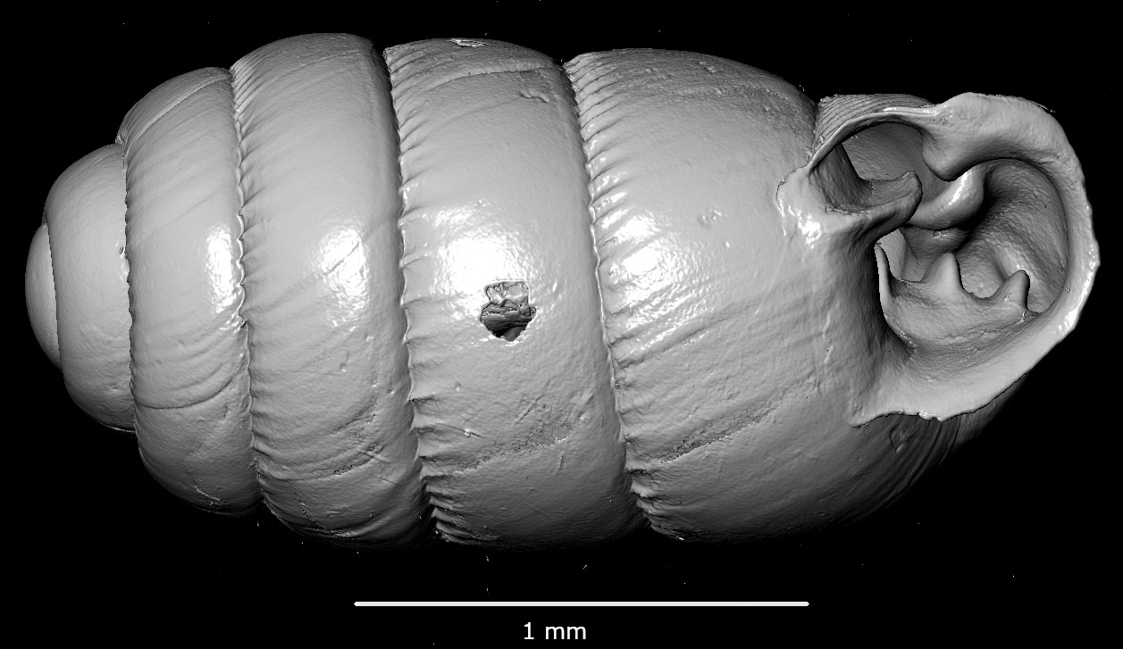 BE-RBINS-INV-MT-2881-Ennea-kigeziensis-mt-oral-SMALL.jpg