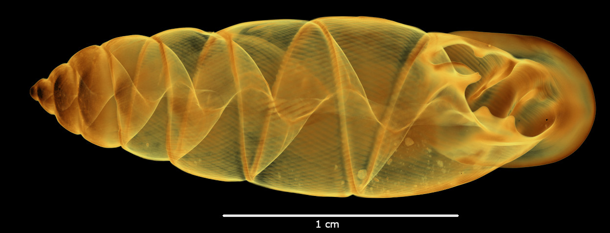 BE-RBINS-INV-MT-2882-Ennea-mucronatum-pt-oral-SMALL.jpg