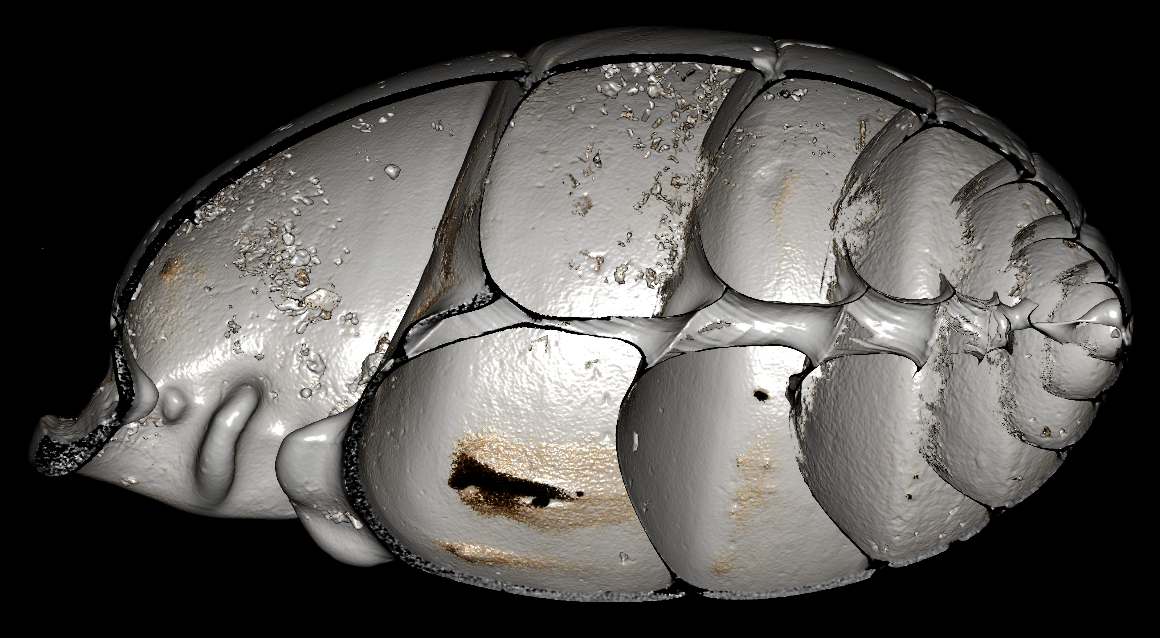 BE-RBINS-INV-MT-2870-Ennea-optata-obesa-ct-left-cut-BIG.jpg