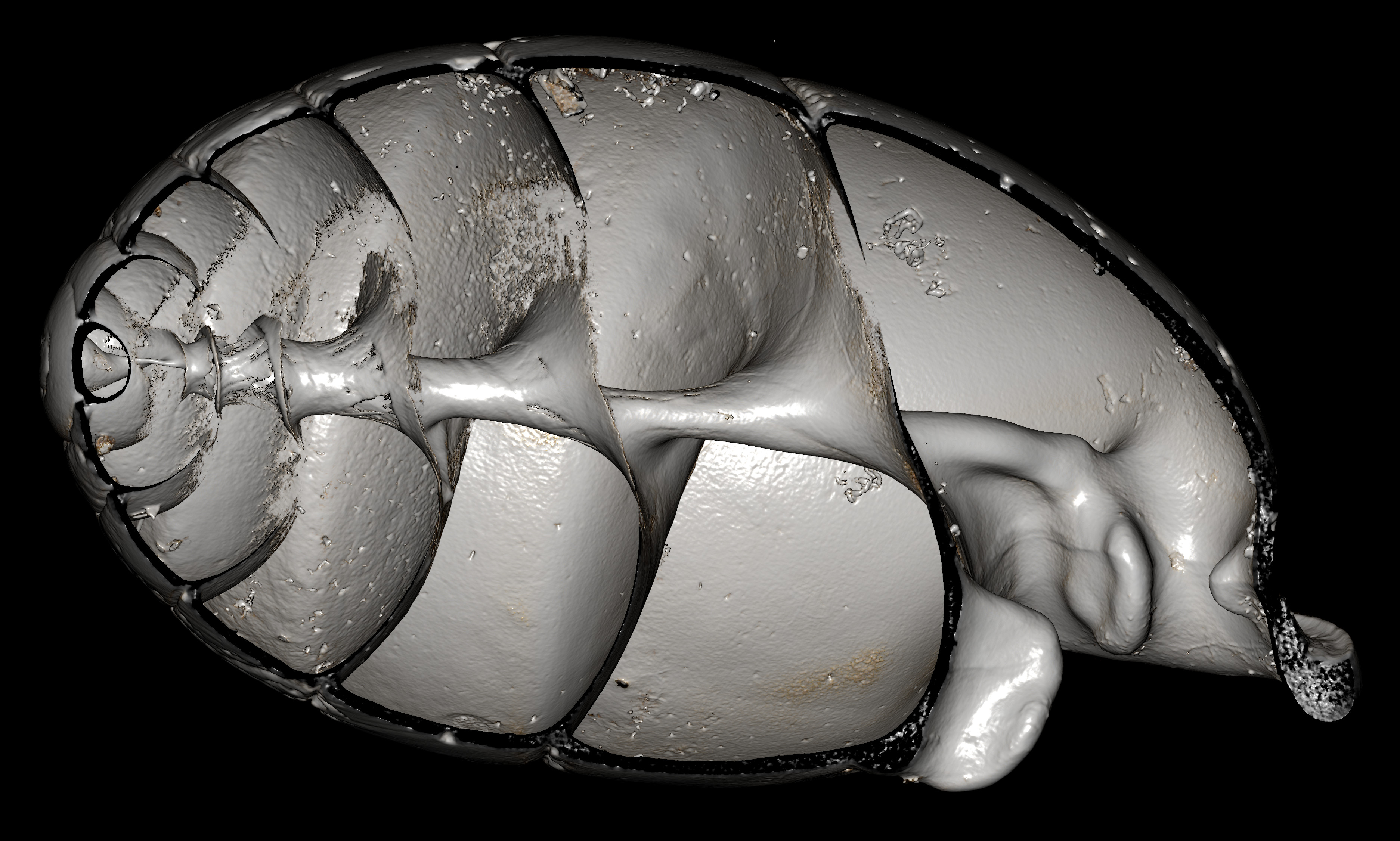 BE-RBINS-INV-MT-2870-Ennea-optata-obesa-ct-right-cut-BIG.jpg