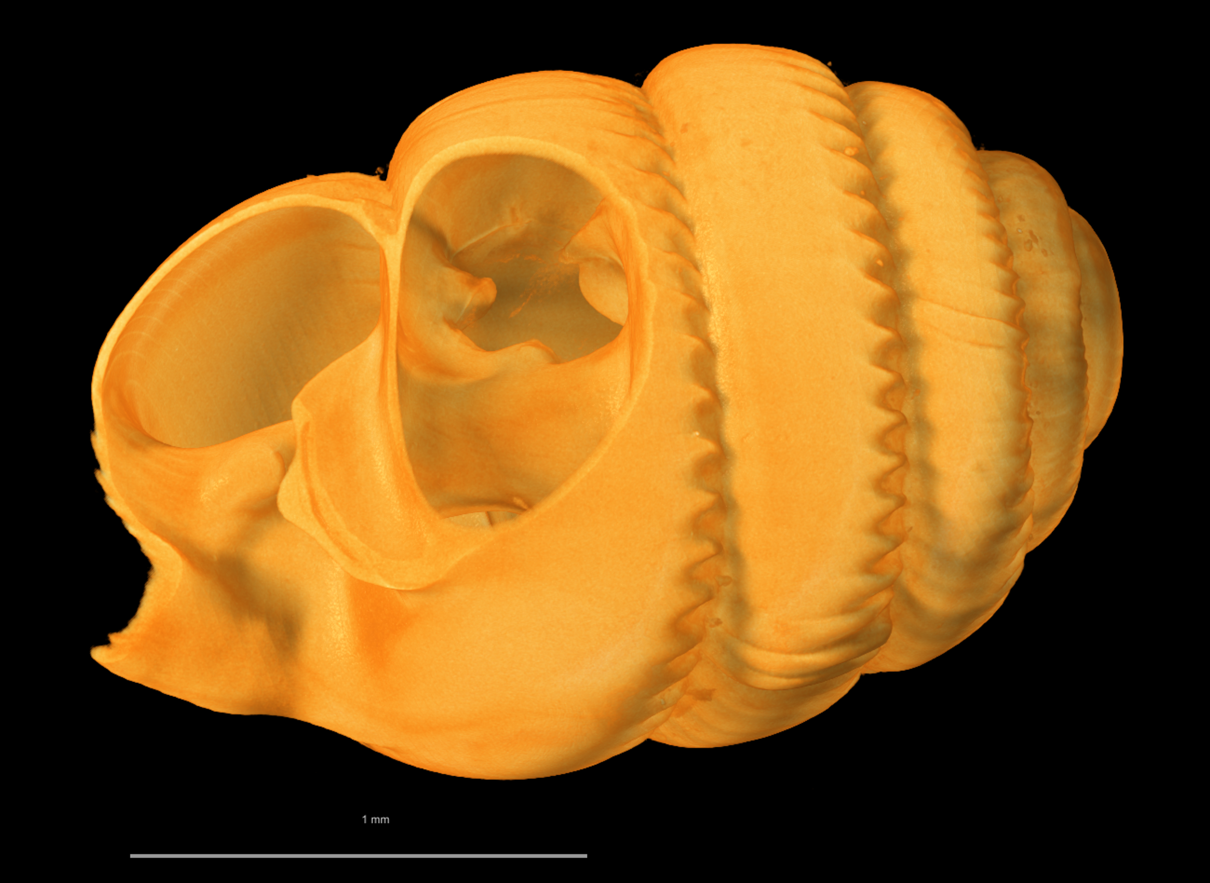 BE-RBINS-INV SYNTYPE MT 2385 Ennea ovulum LEFT DIGICUT MICROCT XRE.jpg