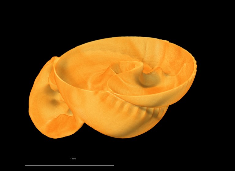 BE-RBINS-INV SYNTYPE MT 2385 Ennea ovulum LEFT DIGICUT MICROCT XRE.jpg