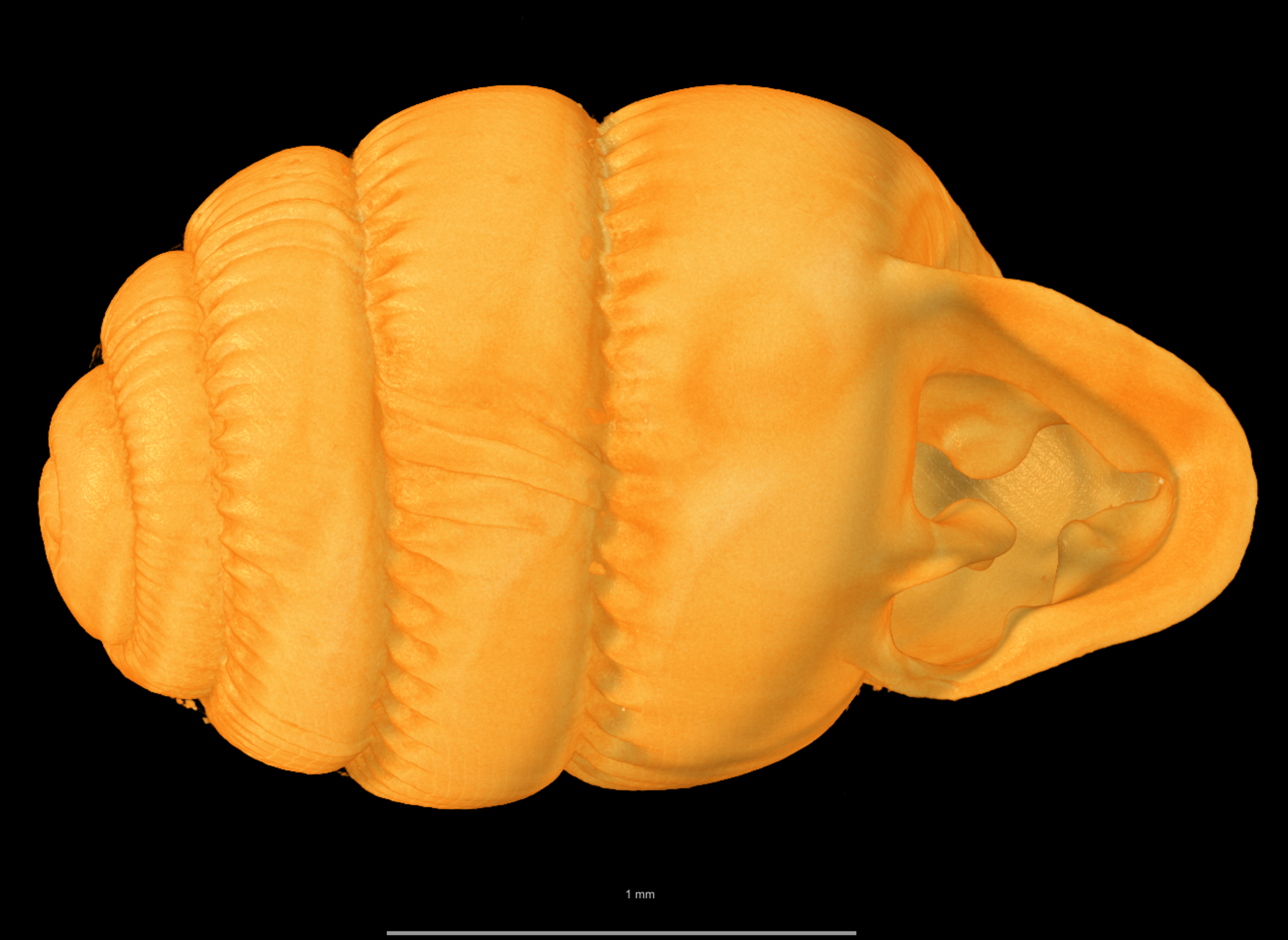 BE-RBINS-INV SYNTYPE MT 2385 Ennea ovulum ORAL MICROCT XRE.jpg