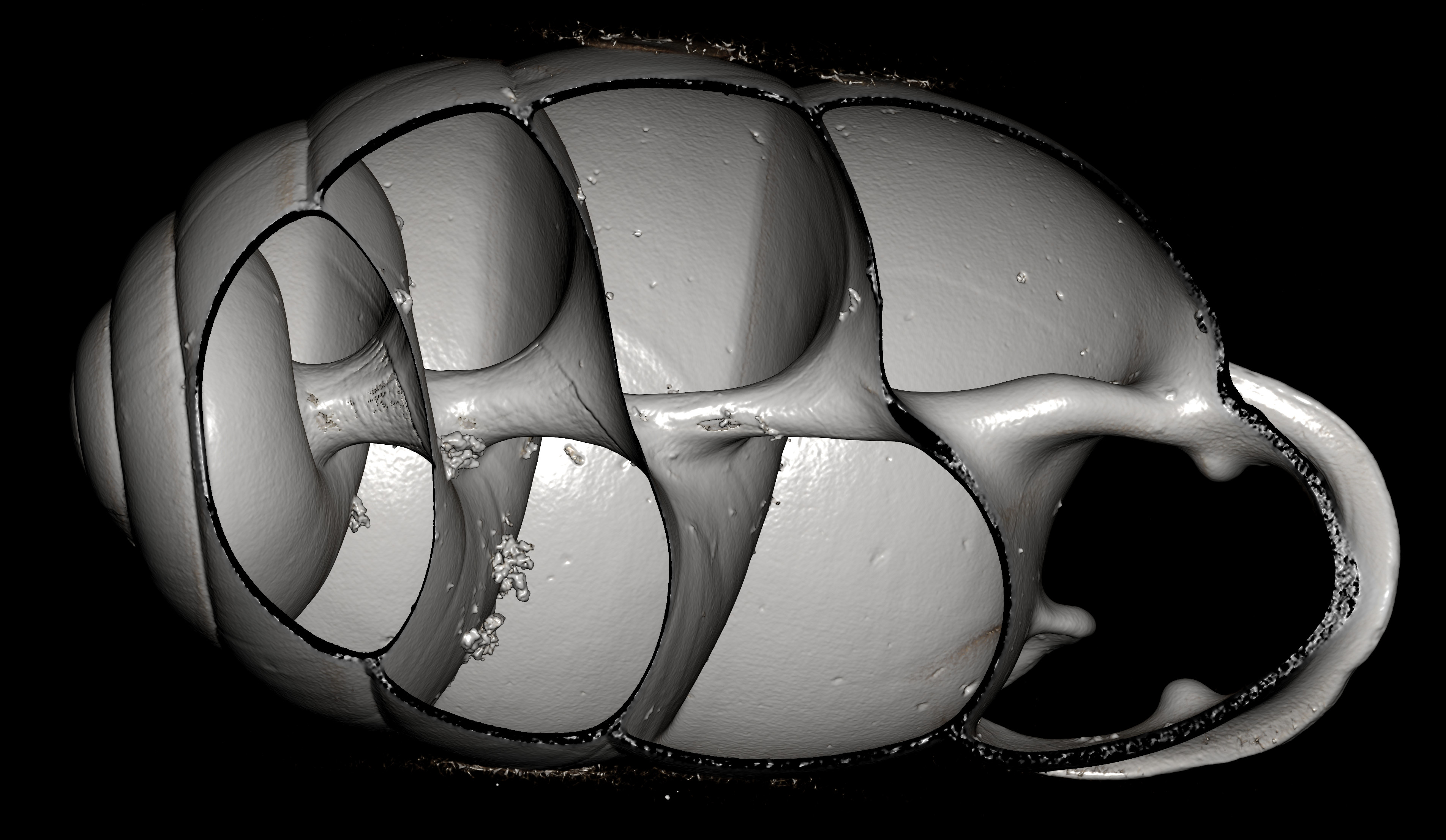 BE-RBINS-INV-MT-2871-Ennea-pervitrea-st-dorsal-cut-BIG.jpg