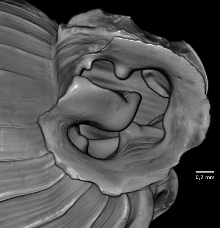 BE-RBINS-INV-MT-2873-Ennea-pretiosa-nyiroensis-mouth-plane-SMALL.jpg