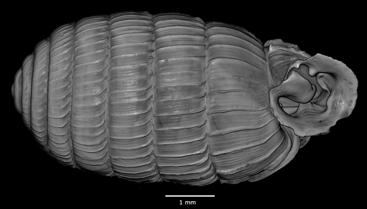 BE-RBINS-INV-MT-2873-Ennea-pretiosa-nyiroensis-oral-SMALL.jpg