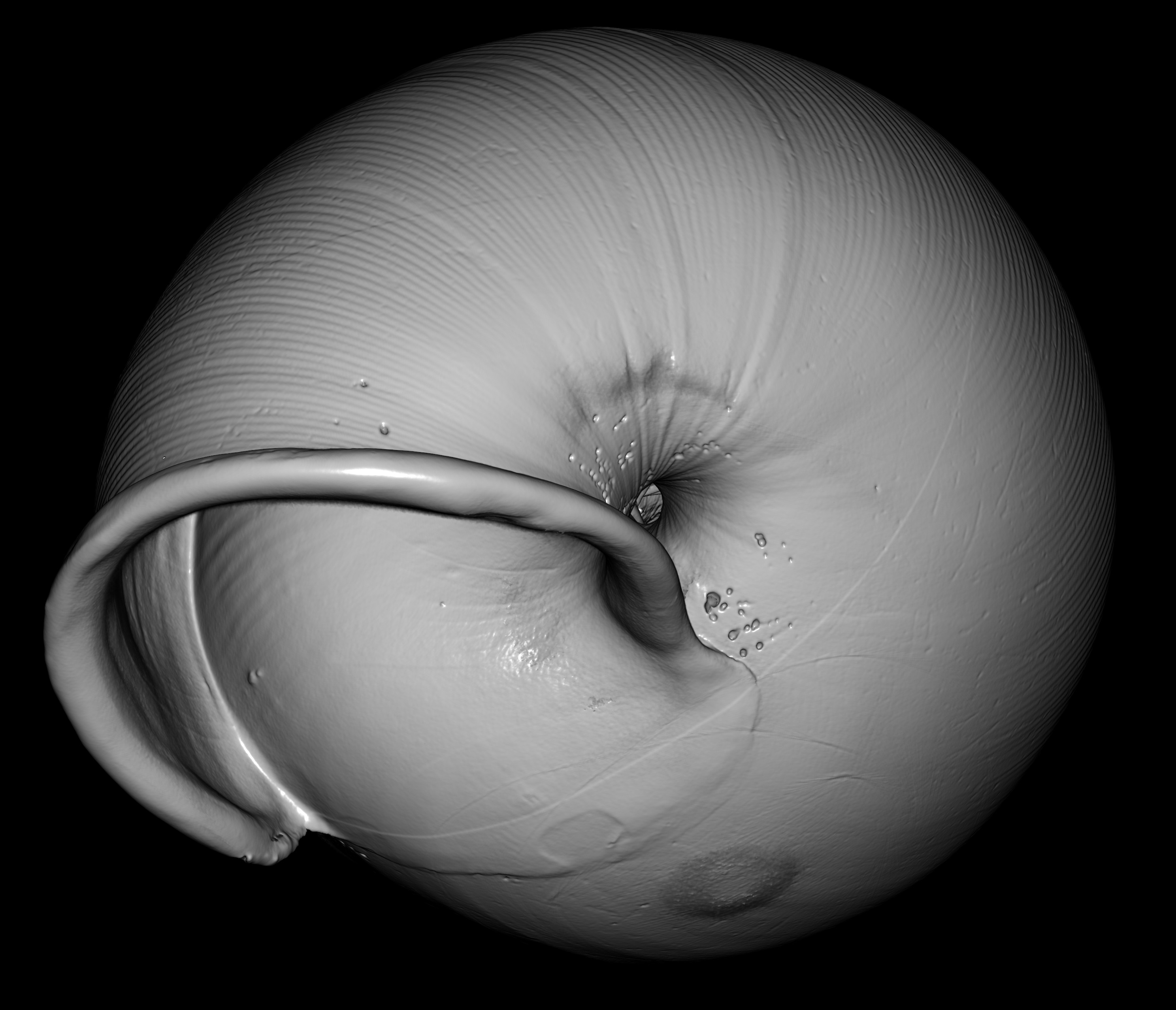 BE-RBINS-INV-MT-2885-Ennea-quadrilateralis-ct-bottom-BIG.jpg