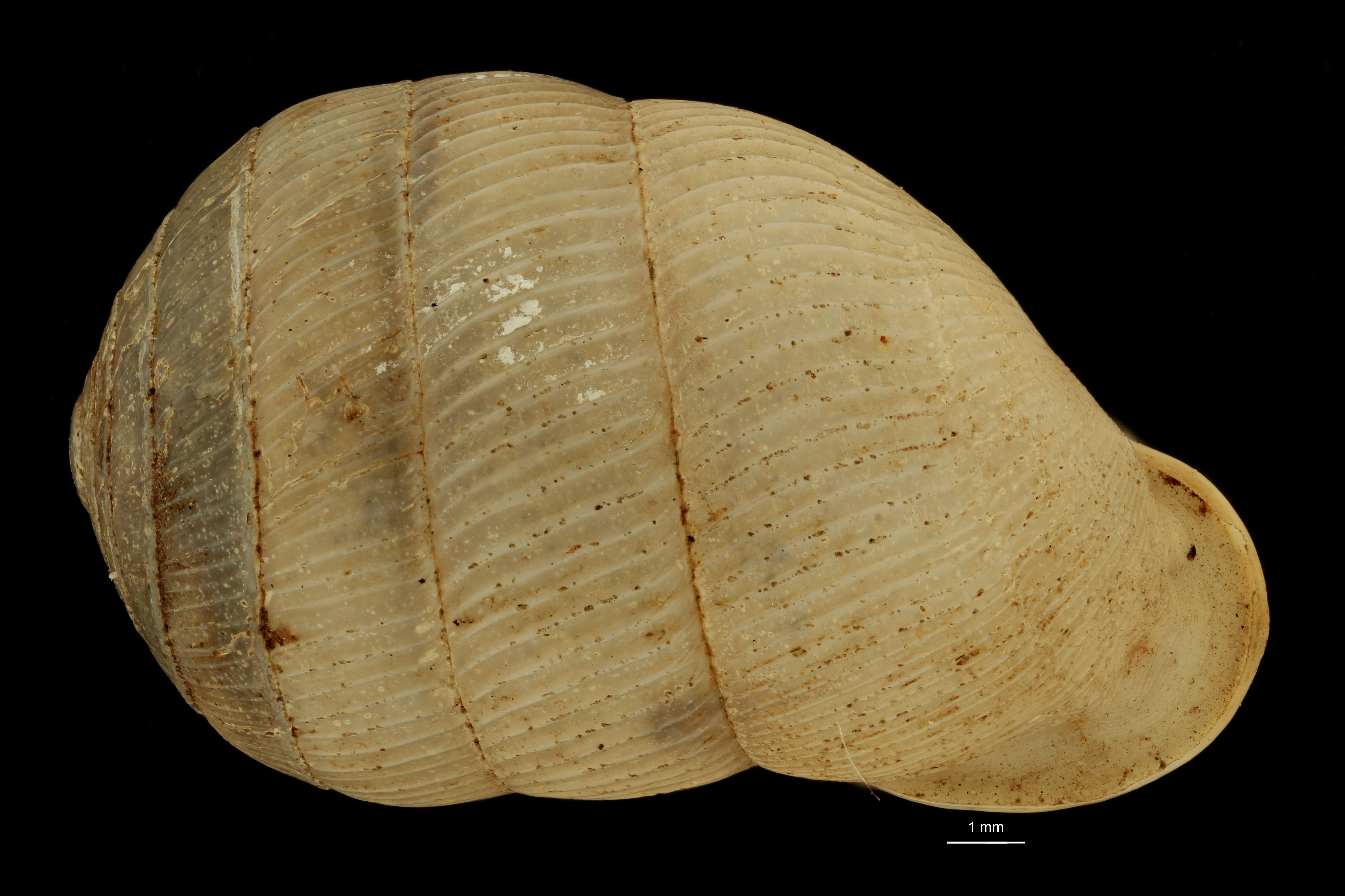 BE-RBINS-INV SYNTYPE MT.3720 Ennea usagarica DORSAL.jpg