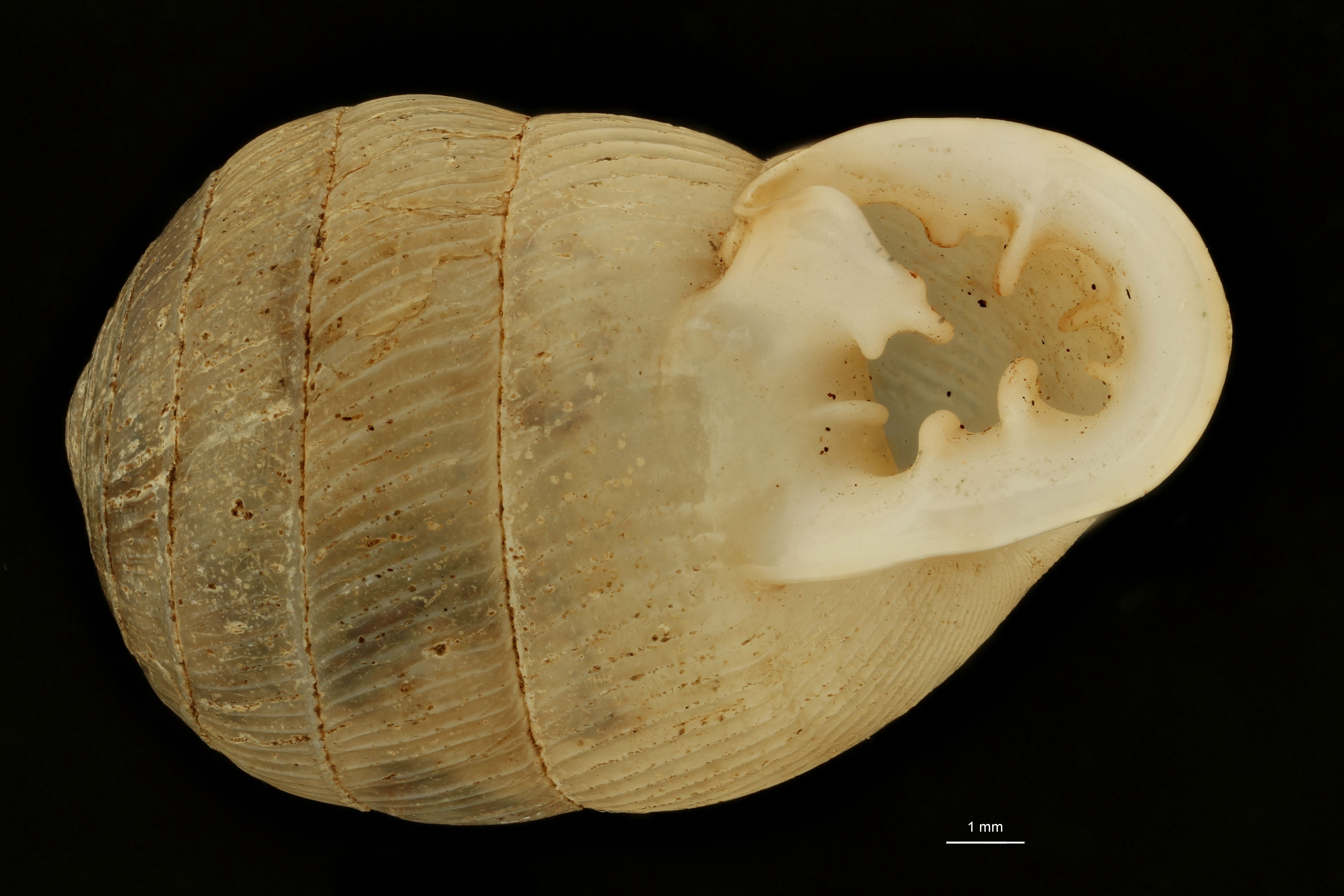 BE-RBINS-INV SYNTYPE MT.3720 Ennea usagarica FRONTAL.jpg