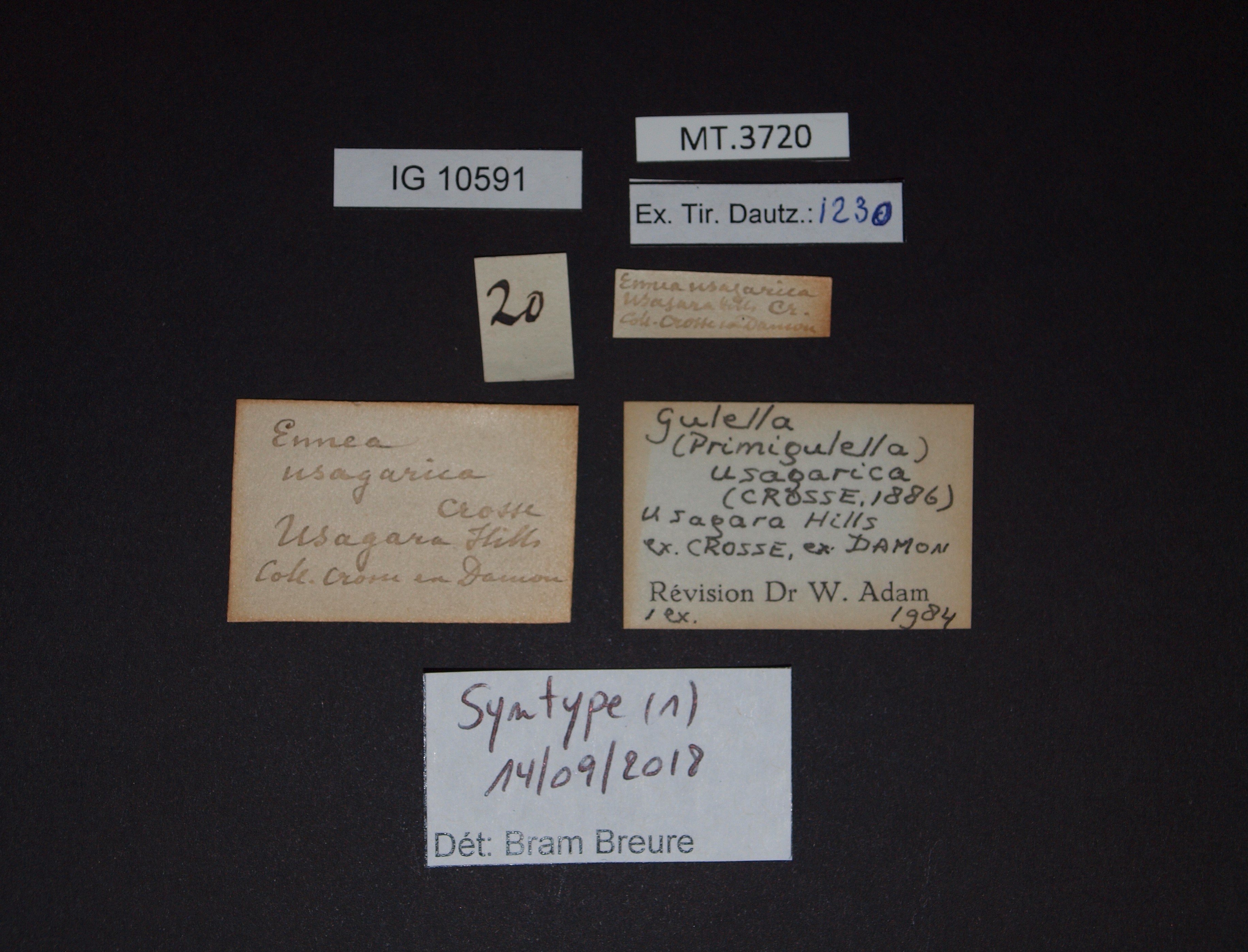 BE-RBINS-INV SYNTYPE MT.3720 Ennea usagarica LABELS.jpg