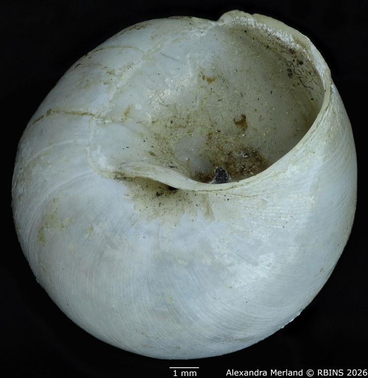 BE-RBINS-INV-MT-1827-Gibbus-(Edentulina)-confusa-st-Bottom.jpg