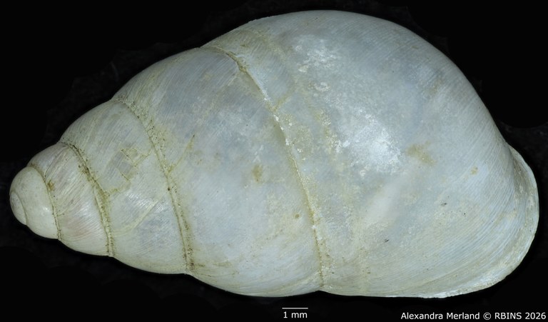 BE-RBINS-INV-MT-1827-Gibbus-(Edentulina)-confusa-st-D.jpg