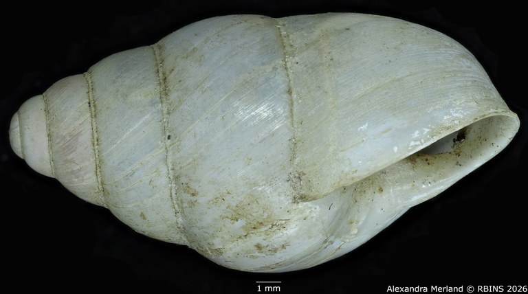 BE-RBINS-INV-MT-1827-Gibbus-(Edentulina)-confusa-st-L.jpg