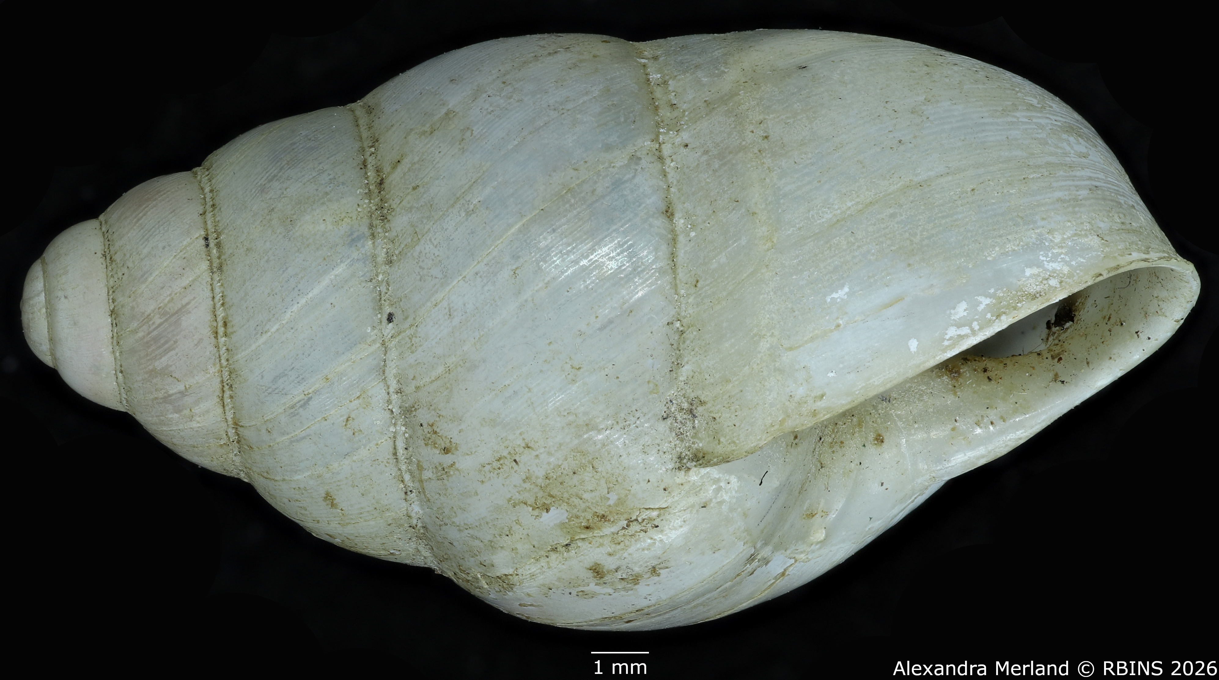 BE-RBINS-INV-MT-1827-Gibbus-(Edentulina)-confusa-st-L.jpg