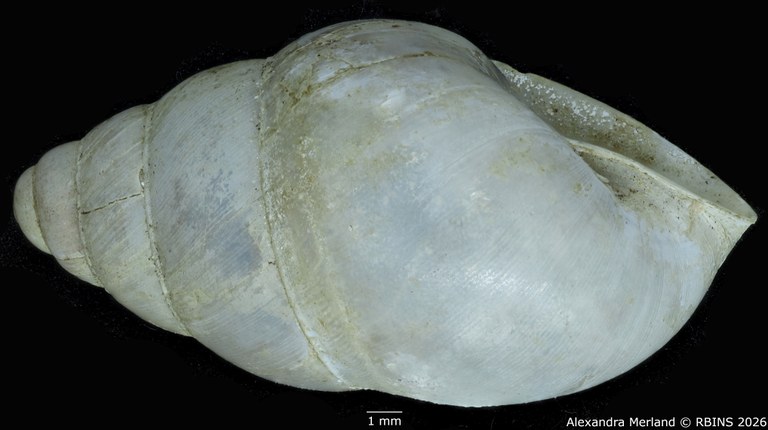 BE-RBINS-INV-MT-1827-Gibbus-(Edentulina)-confusa-st-L2.jpg