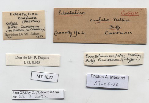 BE-RBINS-INV-MT-1827-Gibbus-(Edentulina)-confusa-st-label.jpg