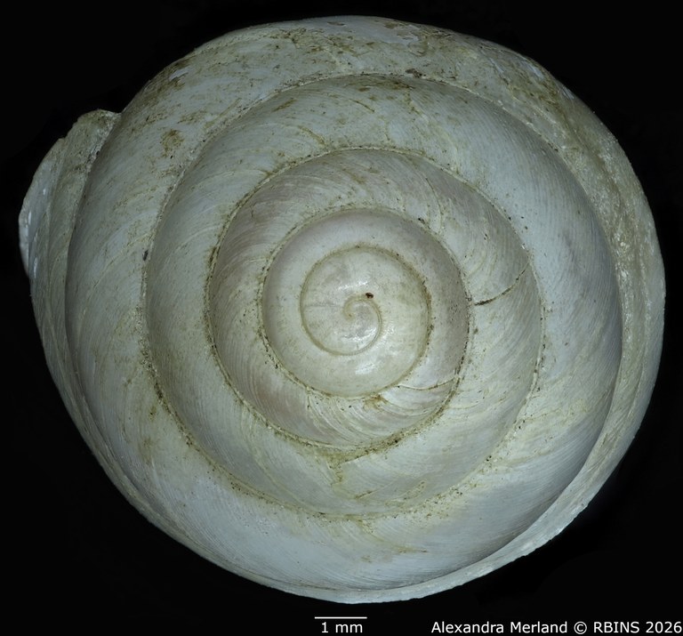 BE-RBINS-INV-MT-1827-Gibbus-(Edentulina)-confusa-st-Top.jpg