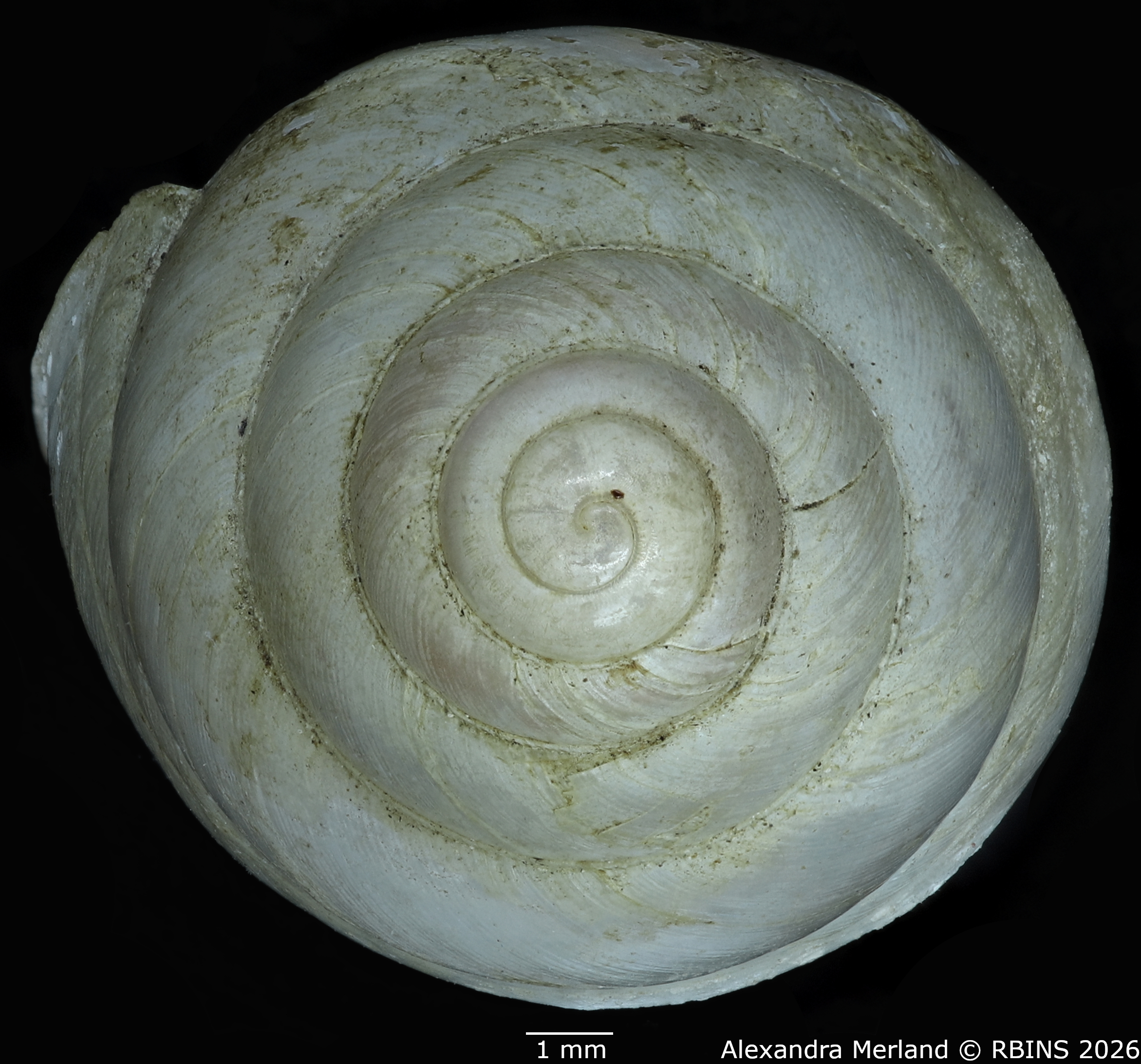 BE-RBINS-INV-MT-1827-Gibbus-(Edentulina)-confusa-st-Top.jpg