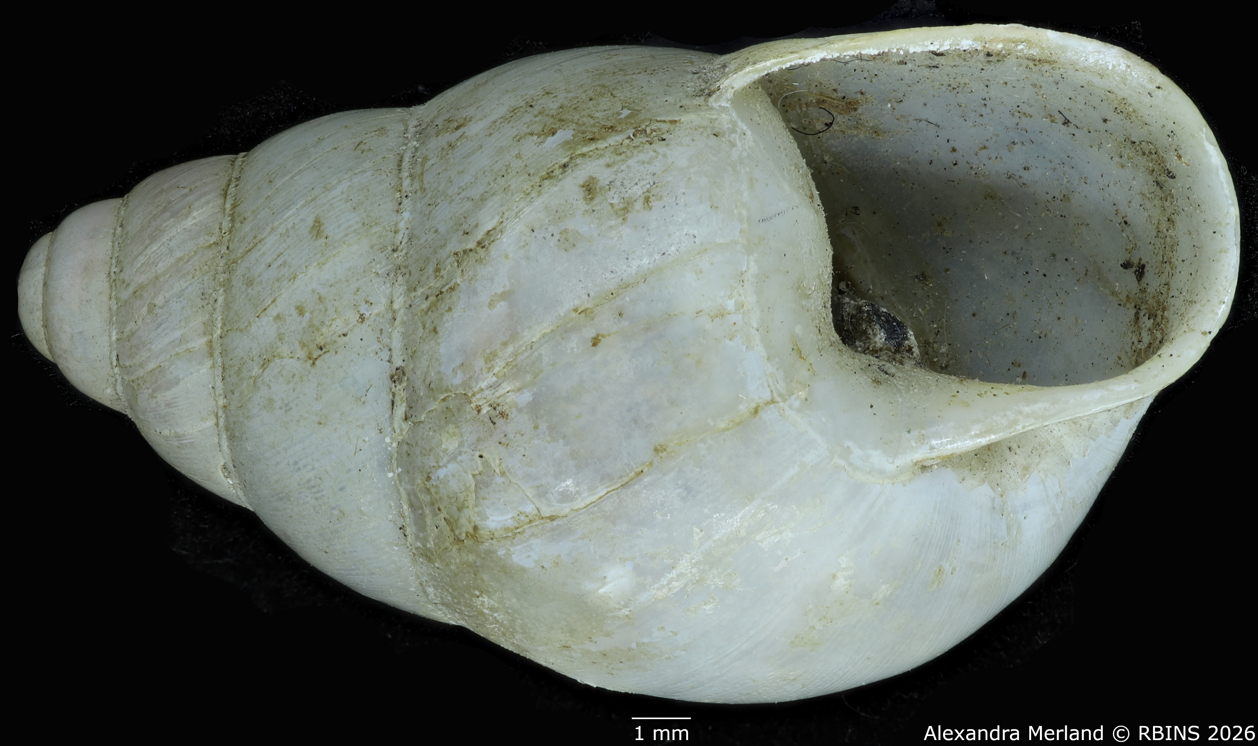 BE-RBINS-INV-MT-1827-Gibbus-(Edentulina)-confusa-st-V.jpg