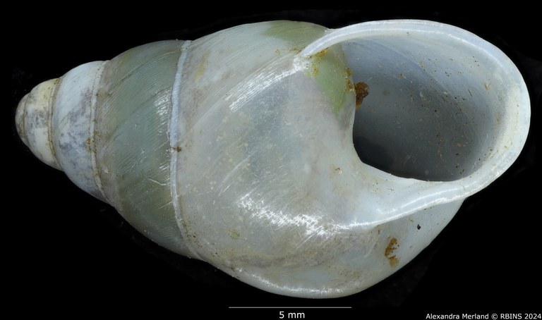 BE-RBINS-INV-MT-2888-Gibbus-(Edentulina)-confusa-ct-V.jpg