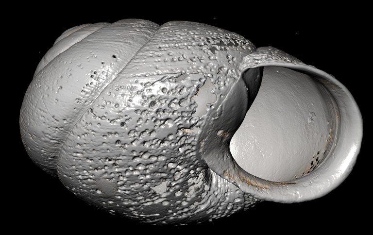 BE-RBINS-INV-MT-2886-Gonaxis-(Afristreptaxis)-rendille-ct-oral-hard-gradient-BIG.jpg