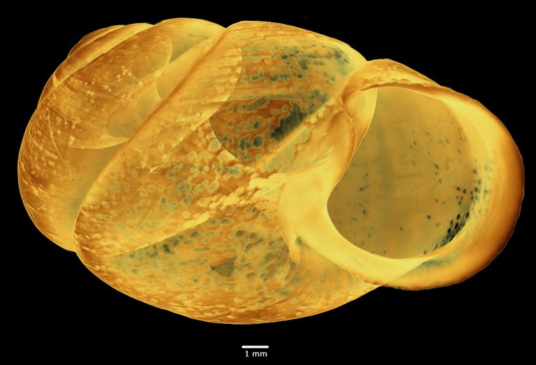 BE-RBINS-INV-MT-2886-Gonaxis-(Afristreptaxis)-rendille-ct-oral-SMALL.jpg