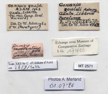 BE-RBINS-INV-MT-2571-Gonaxis-gouldi-pt-label.jpg