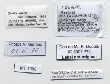 BE-RBINS-INV-MT-1999-Gulella-adami-pt-label.jpg