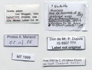 BE-RBINS-INV-MT-1999-Gulella-adami-pt-label.jpg