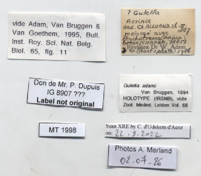BE-RBINS-INV-MT-1998-Gulella-adami-ht-label.jpg